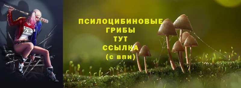 Галлюциногенные грибы Psilocybe  blacksprut ссылки  Коркино 